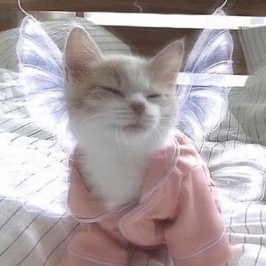 Доберман пинчер злой скалится