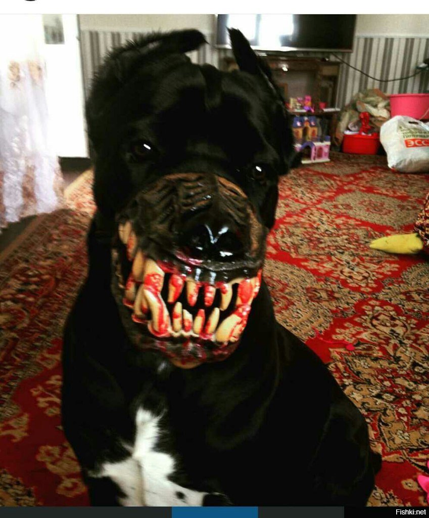 Собачьи клыки Эстетика