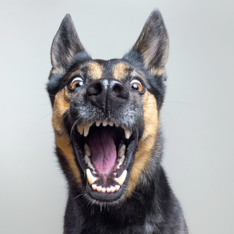 Доберман пинчер злой скалится