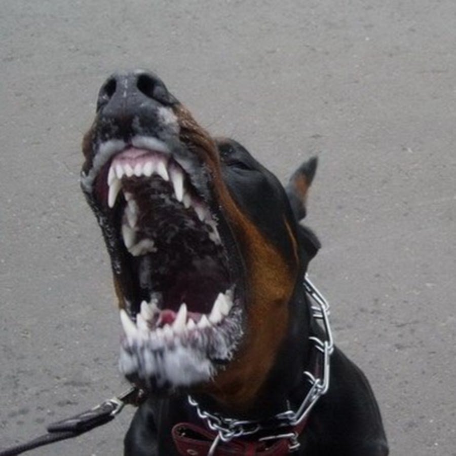 Хаски оскал