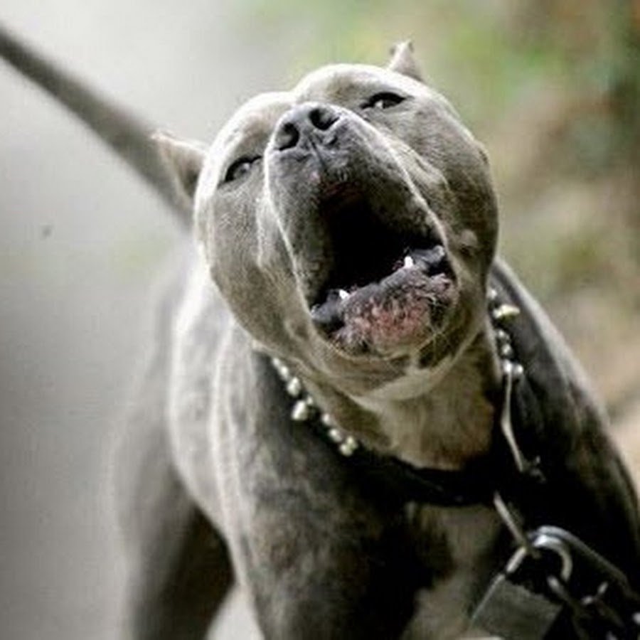 Хаски оскал