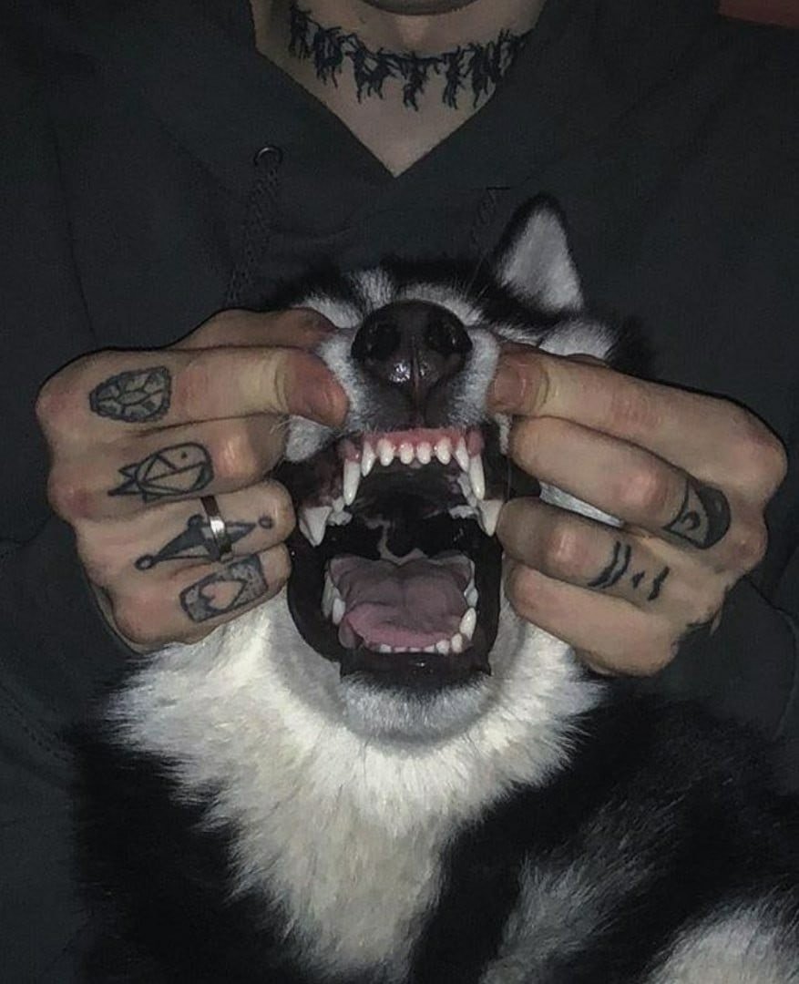 Волкособы оскал