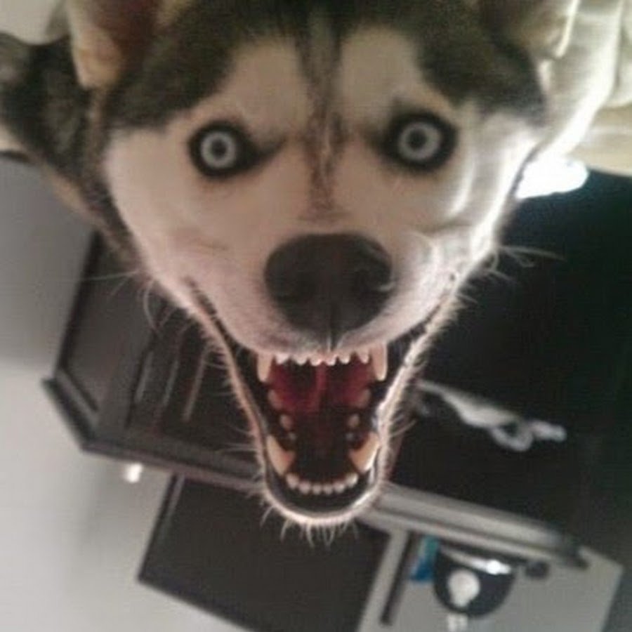 Самый крутой намордник для собаки