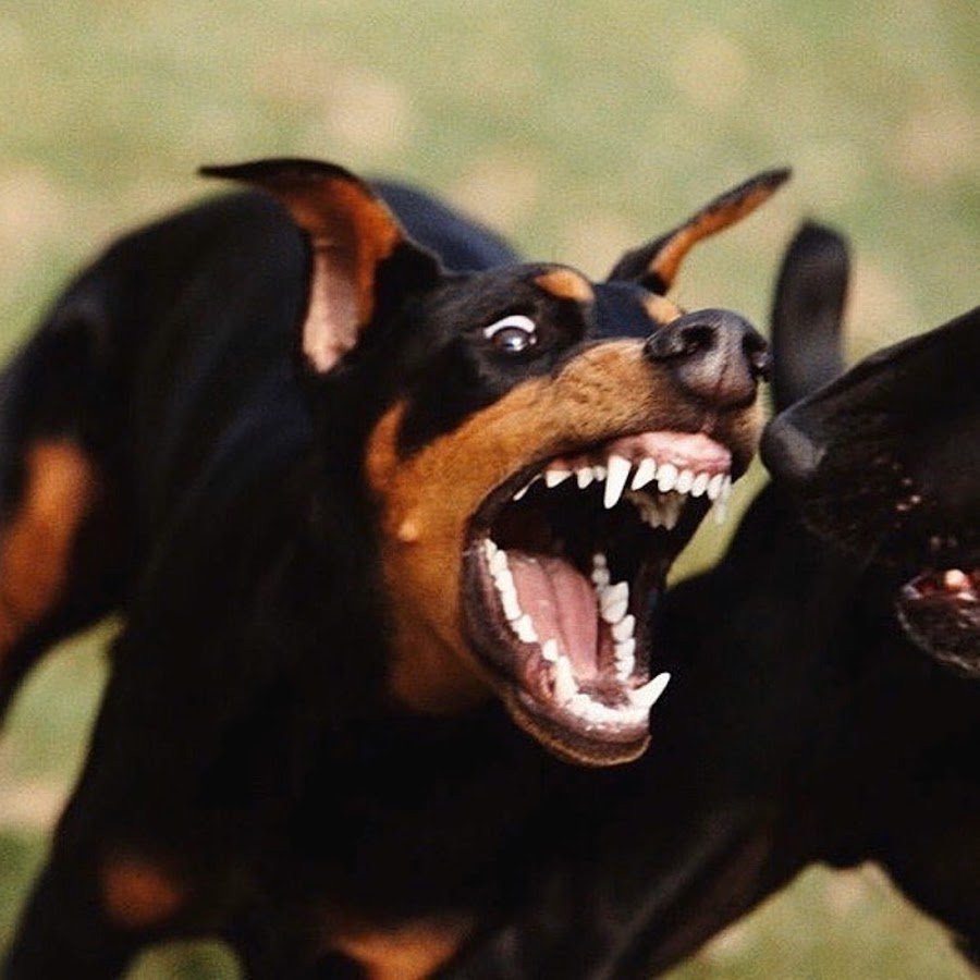 Питбуль оскал