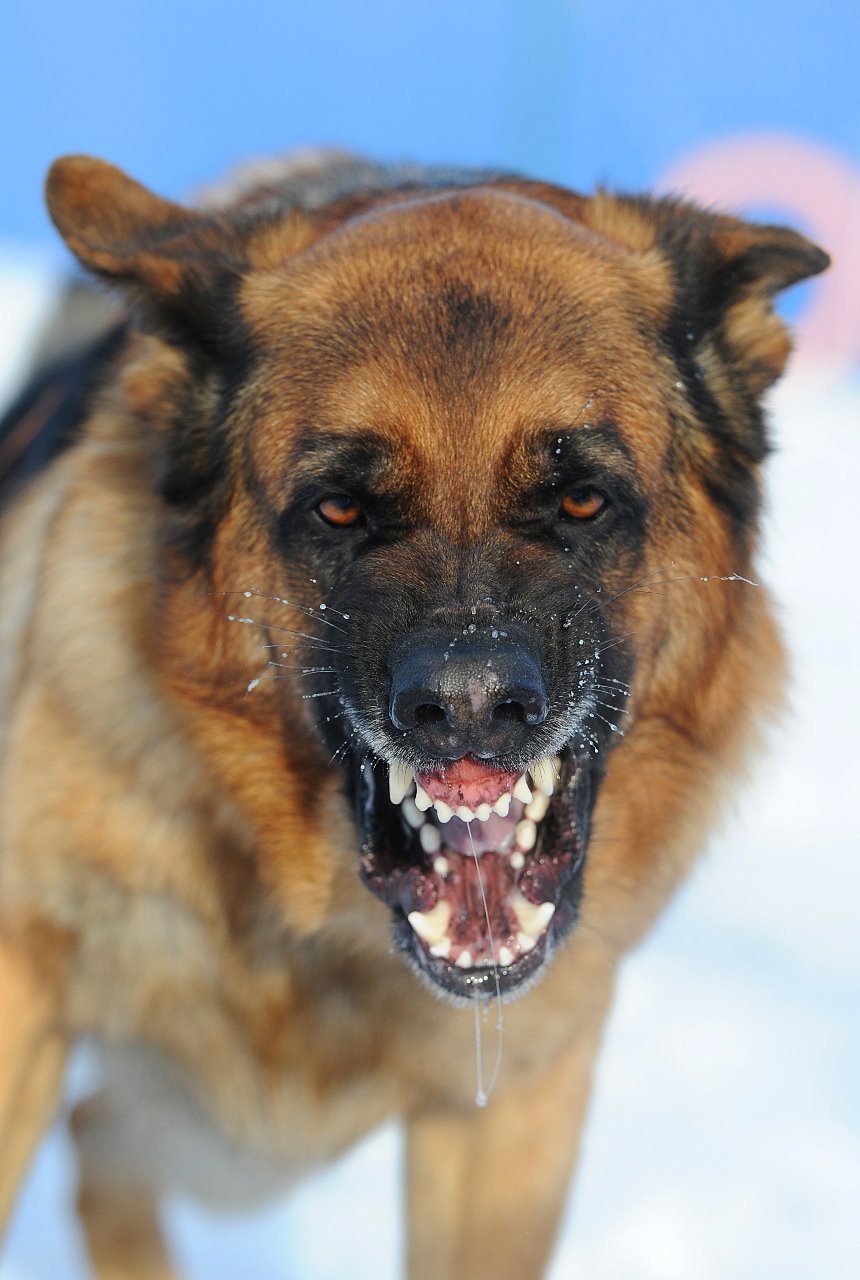 Сибирский хаски злой убийца