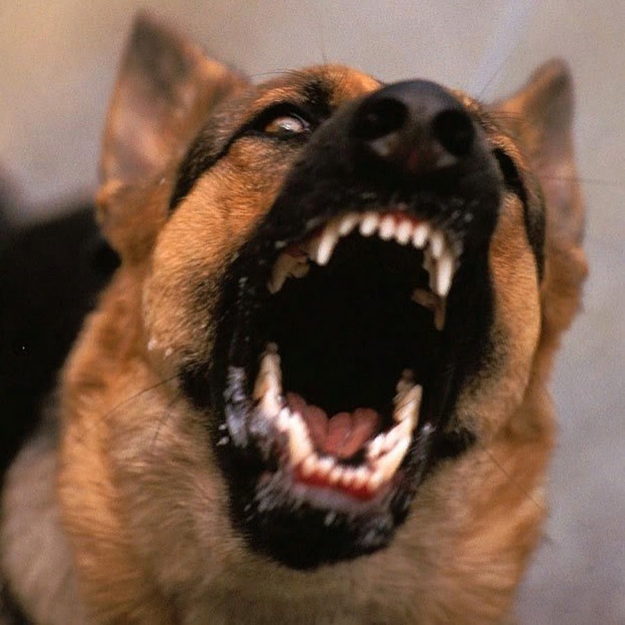 Собака убийца порода бультерьер