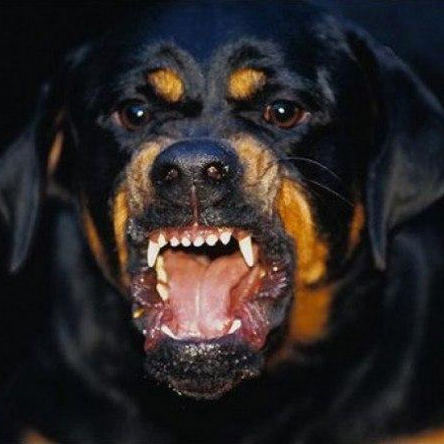 Собака с открытой пастью