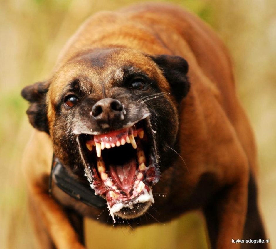 Злая собака