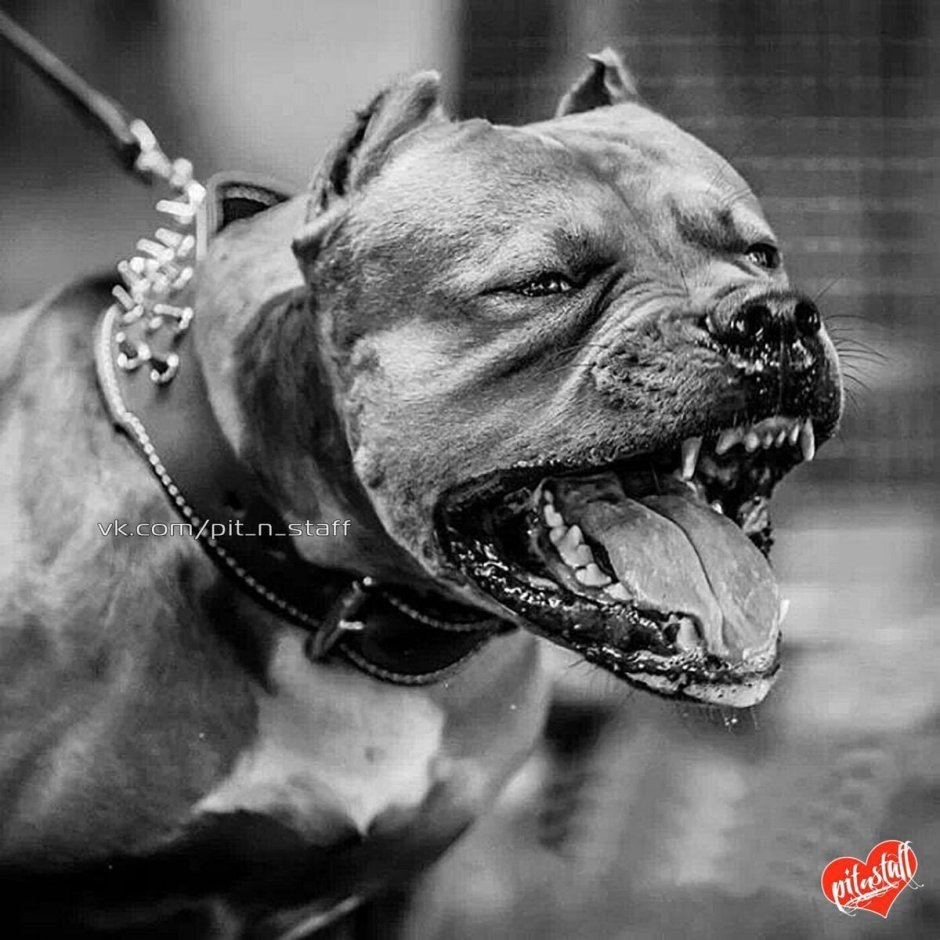 Собачий оскал Эстетика