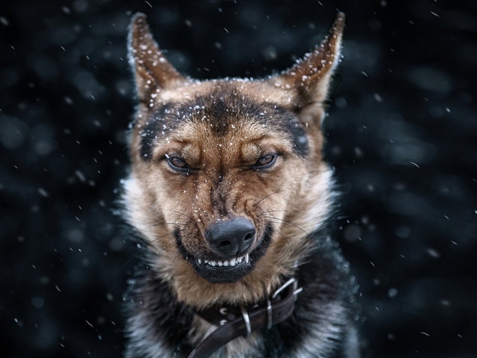 Злая собака