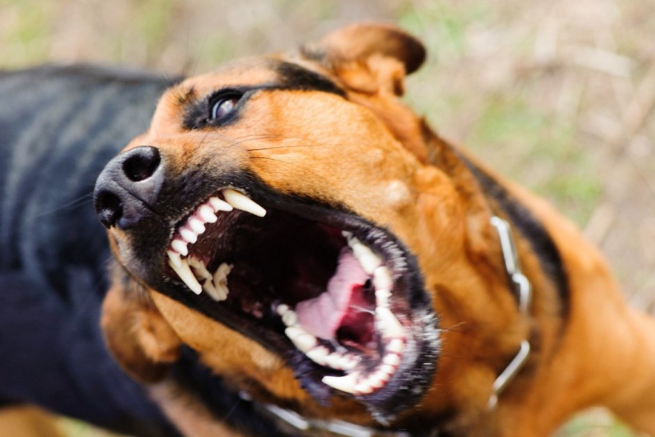 Оскаленный Доберман