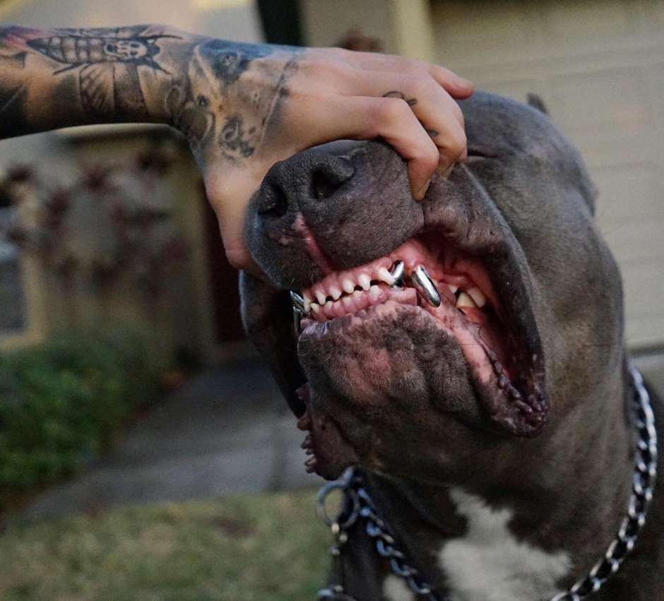 Стаффордширский терьер оскал