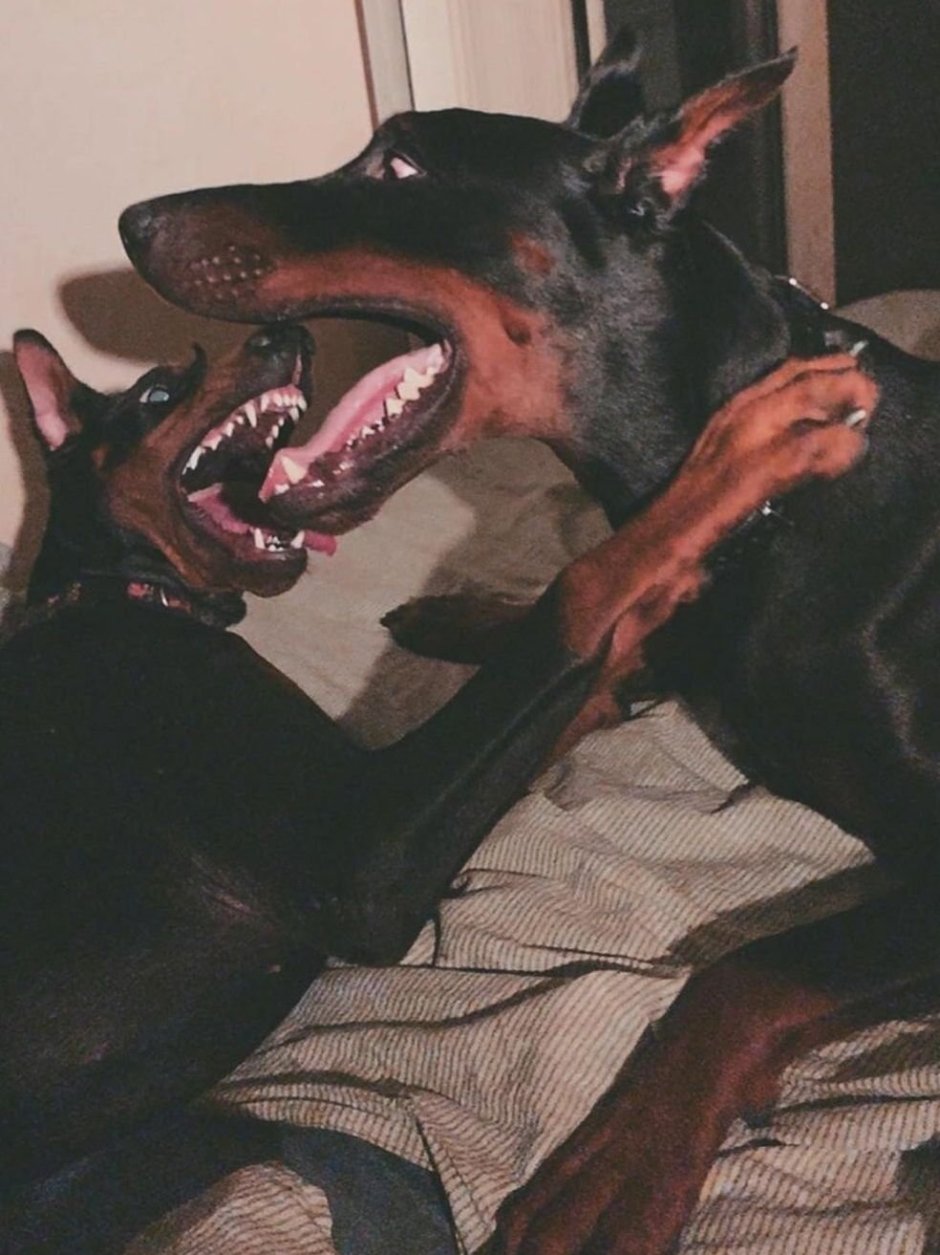 Страшные собаки бойцовские