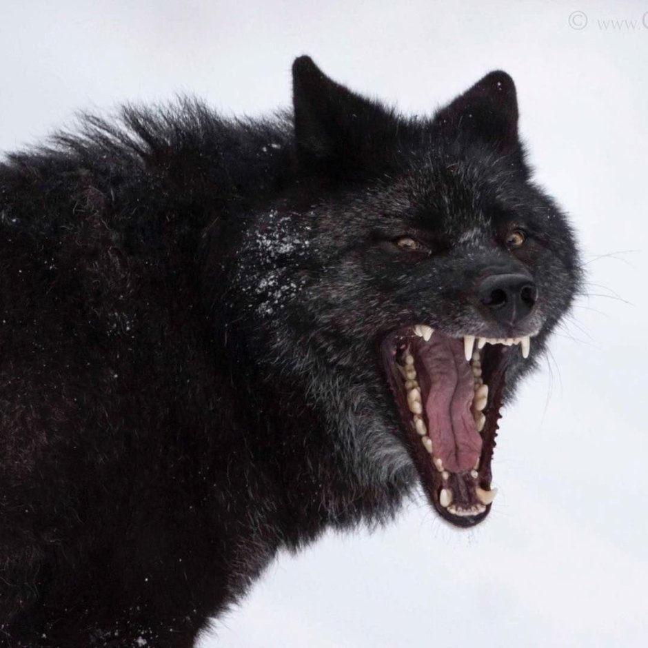 Доберман челюсть