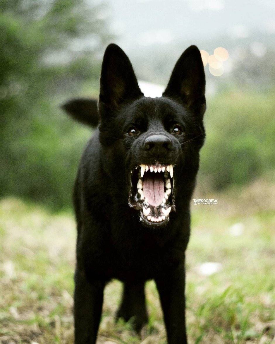 Овчарка оскал