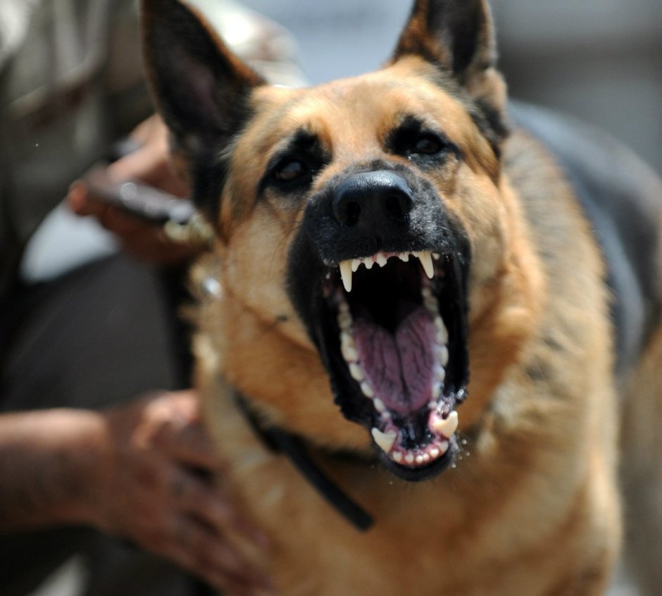 Доберман-пинчер оскал