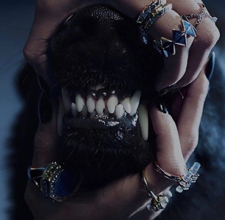 Доберман сохры