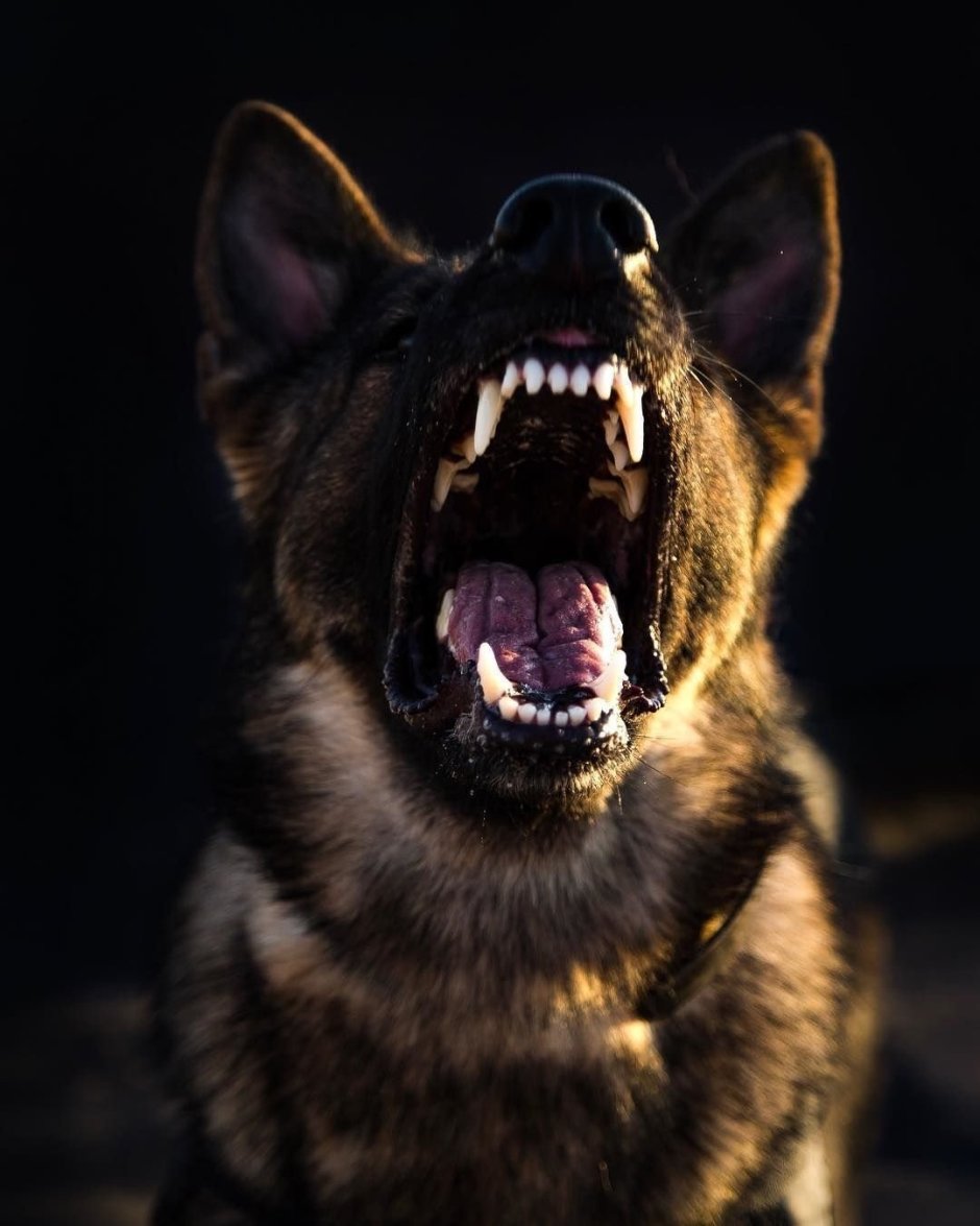 Доберман оскал