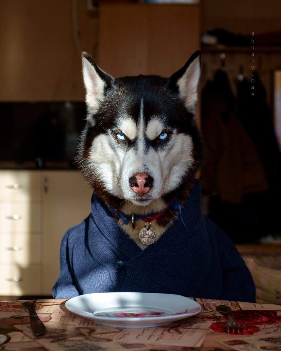 Пасть волка