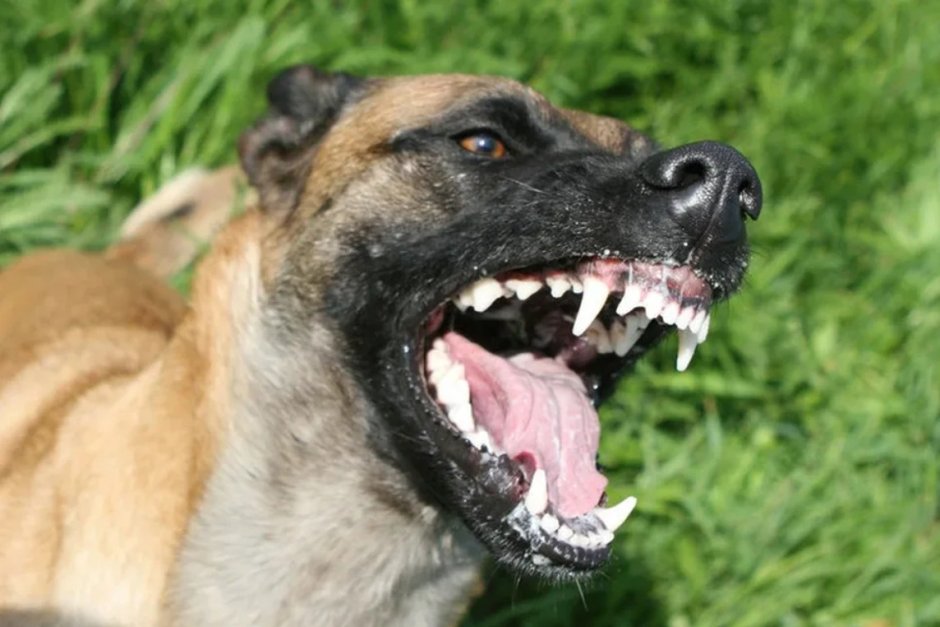 Доберман злой оскал убийца
