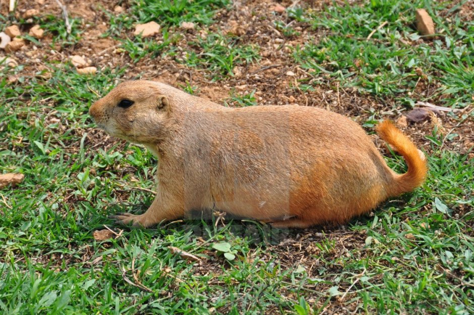 Рыжая собачка грызун