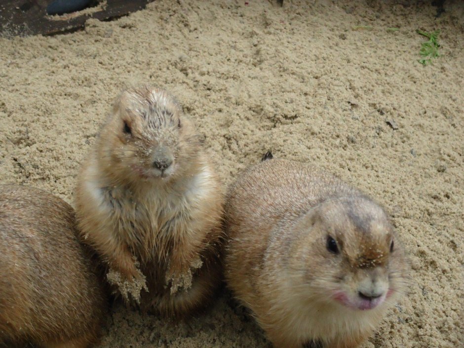 Алтайская собачка грызун