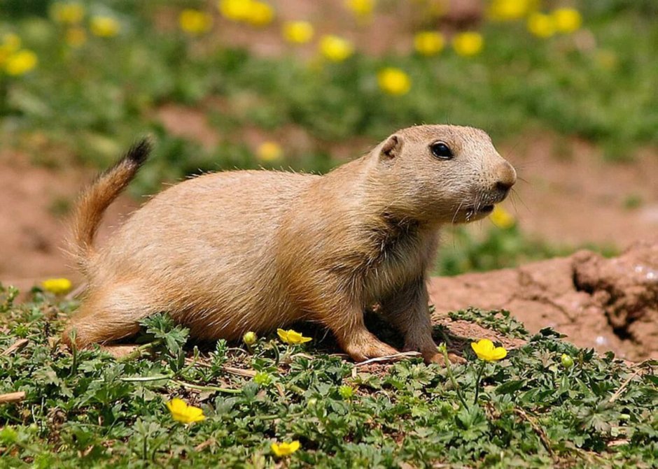 Луговые собачки Северной Америки