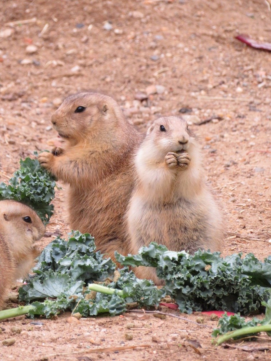 Луговые собачки Грызуны