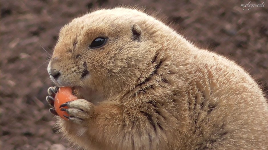 Североамериканские луговые собачки