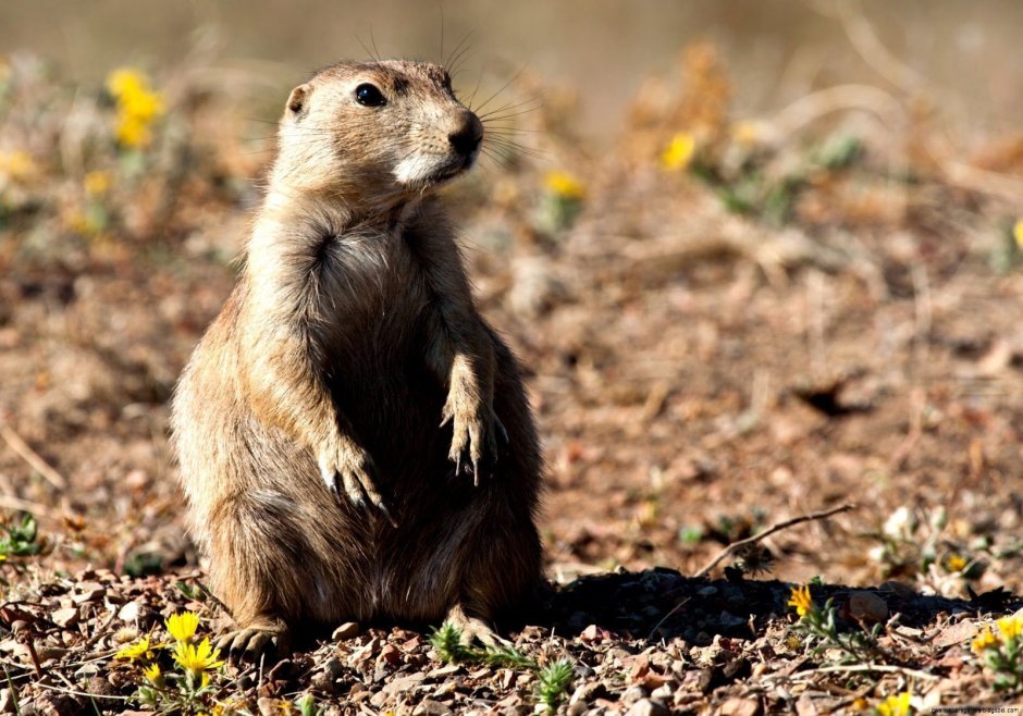 Луговые собачки Северной Америки