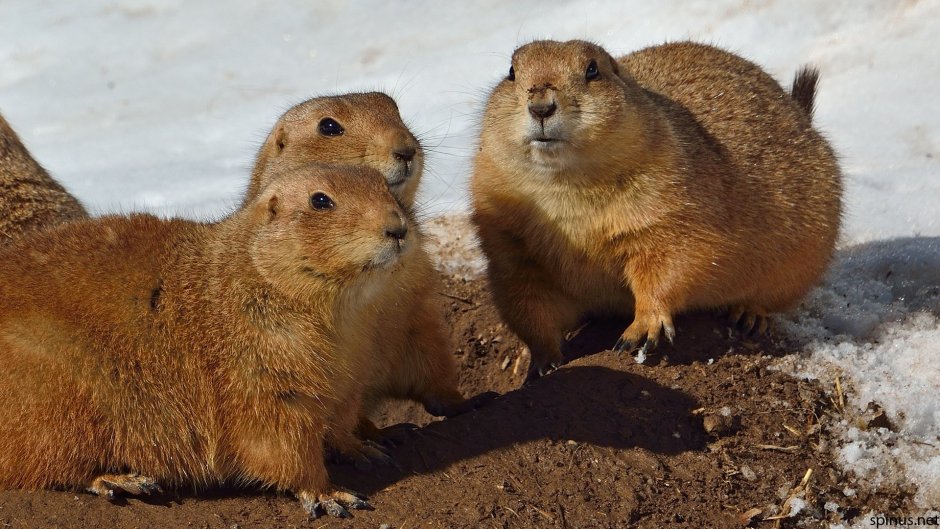 Китайская собачка грызун
