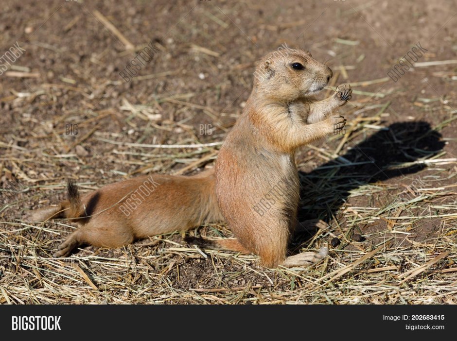 Китайская собачка вредитель