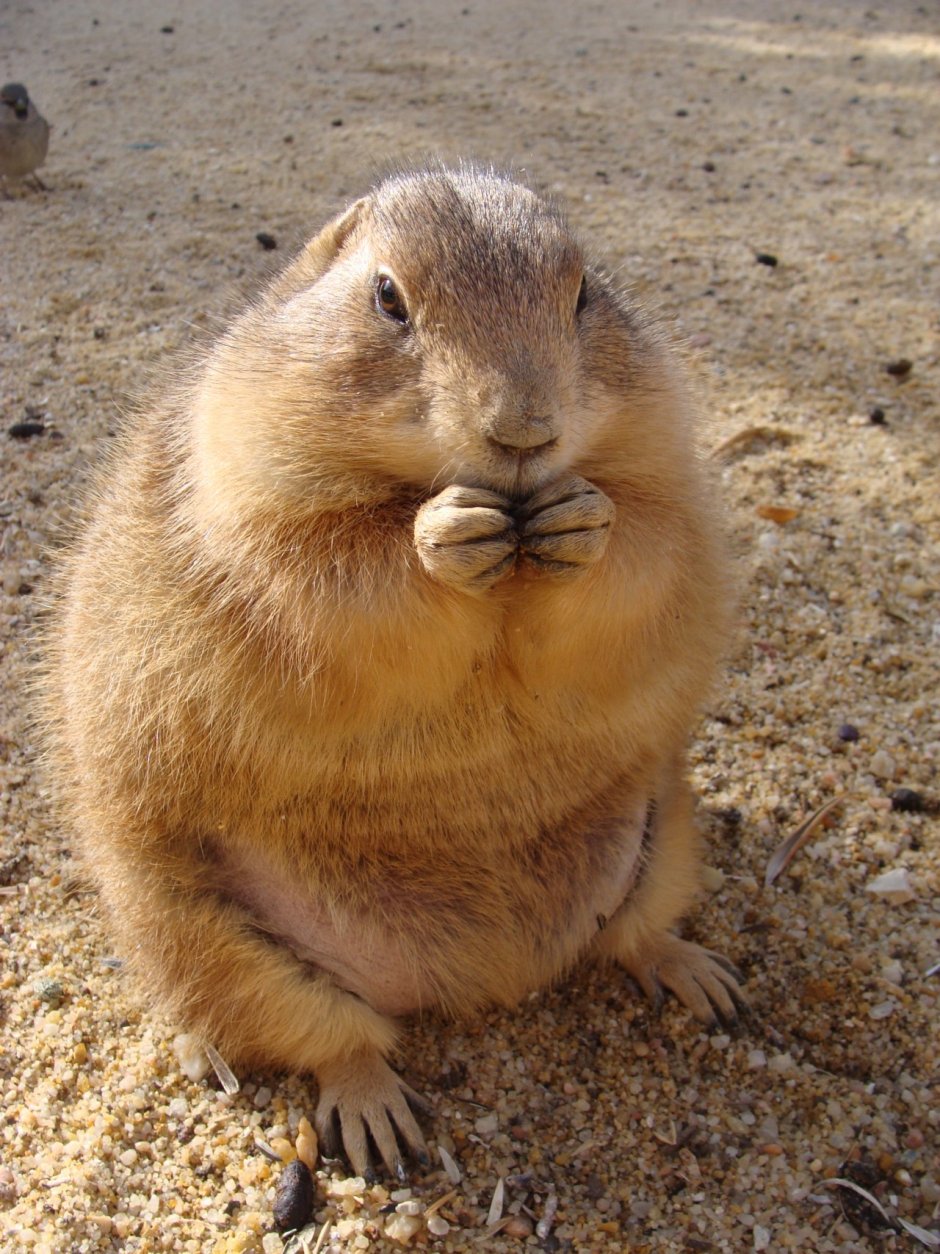 Луговые собачки Грызуны