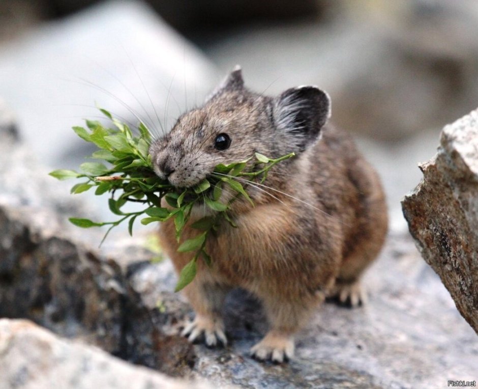 Алтайская пищуха (Ochotona Alpina)