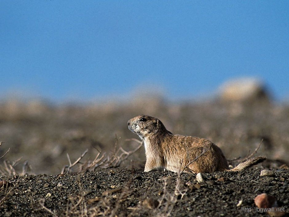 Норы полевых собачек