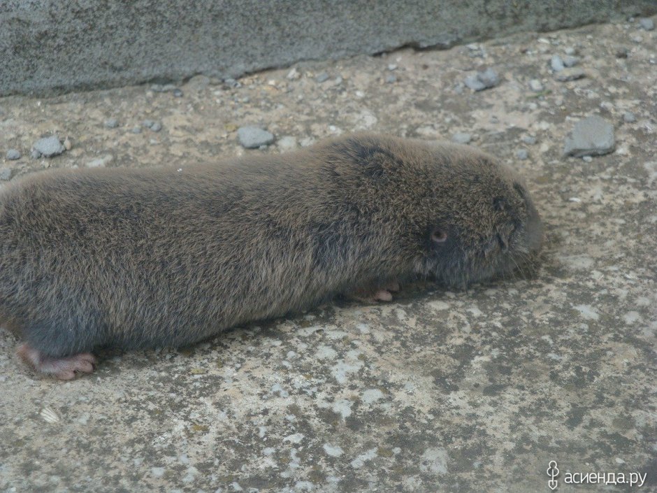 Кладовая слепыша