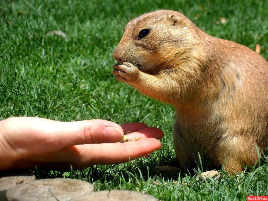 Чернохвостая Луговая собачка
