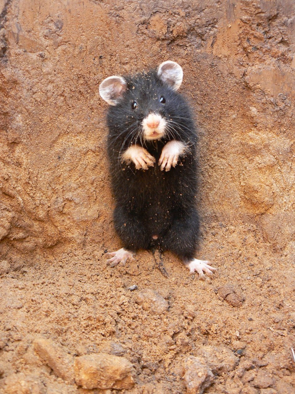 Лесной хомяк карбыш