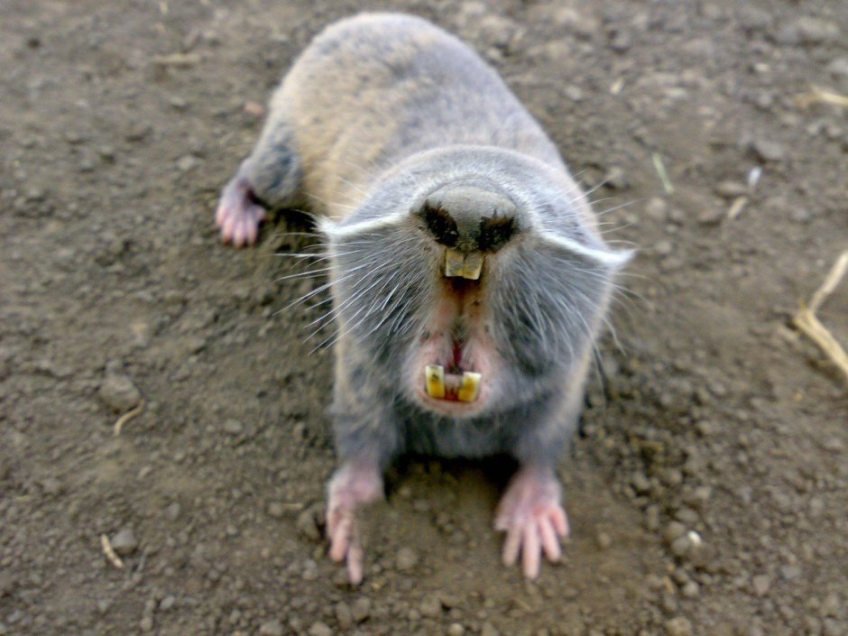 Белозубый слепыш