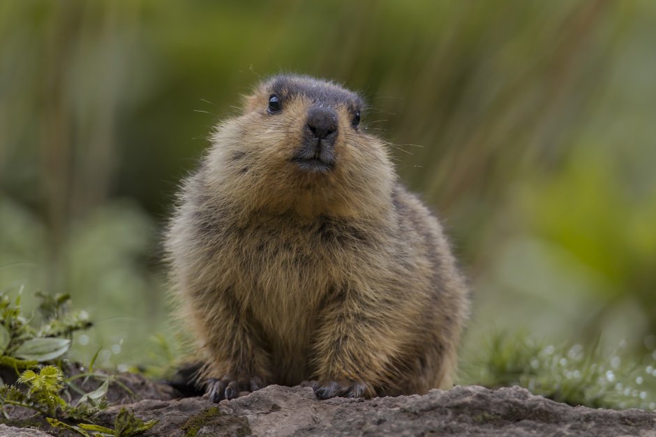 Сурок Степной, Байбак (Marmota Bobak)