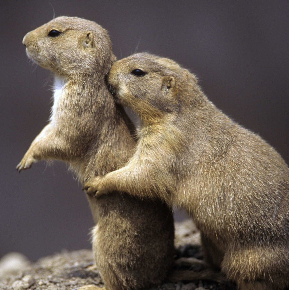 Земляная собачка