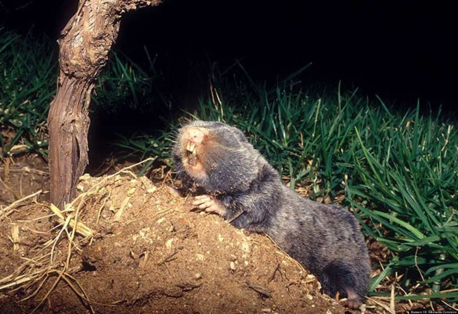 Буковинский слепыш