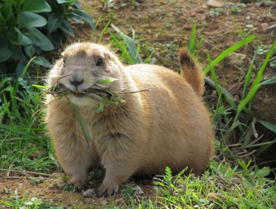Ютасская Луговая собачка