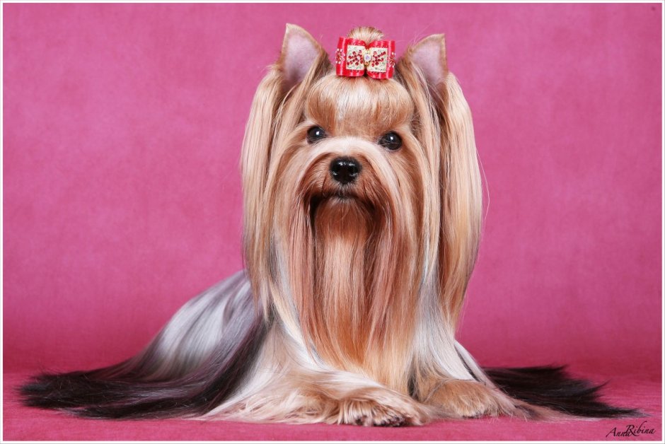 Йоркширский терьер Сильвия