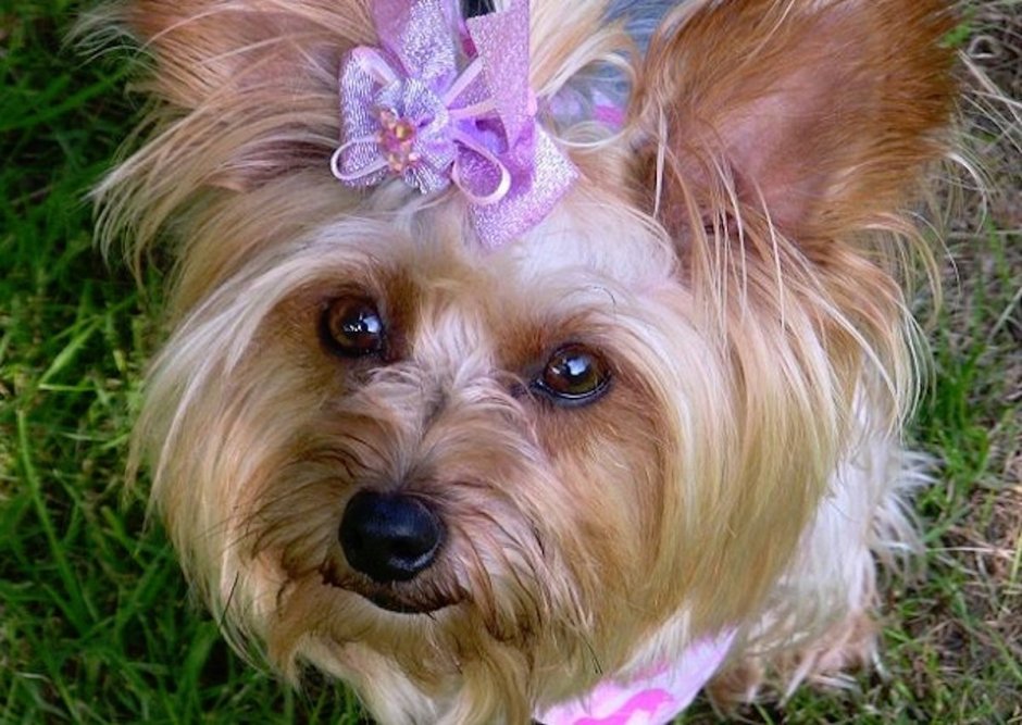 Голддаст Йоркшир терьер