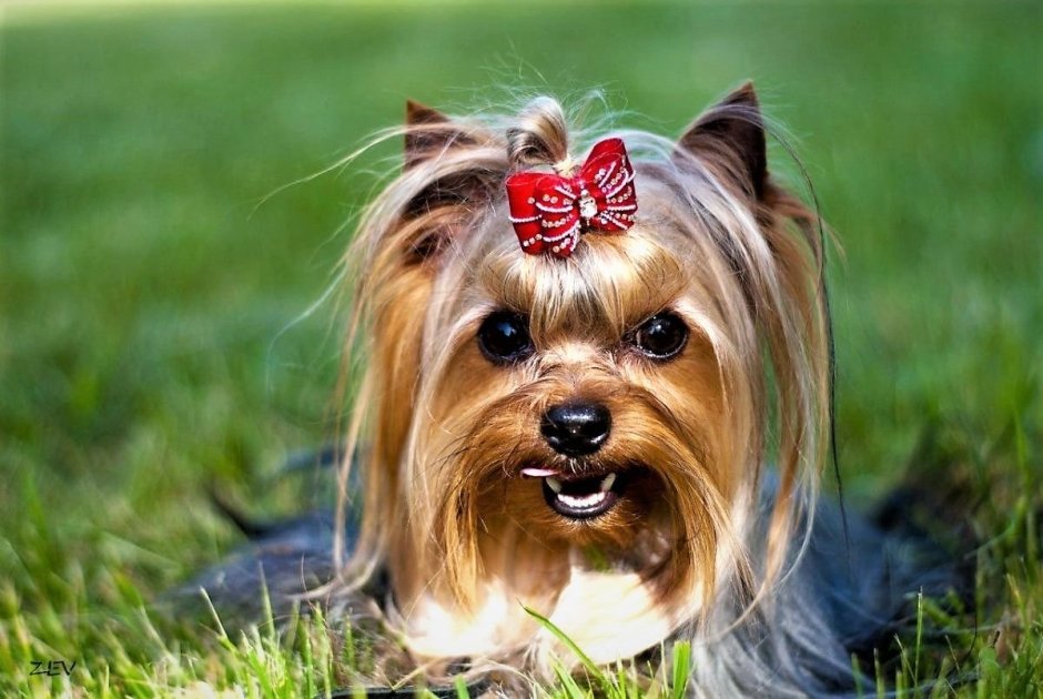 Терьер Йоркширский Малошерстный