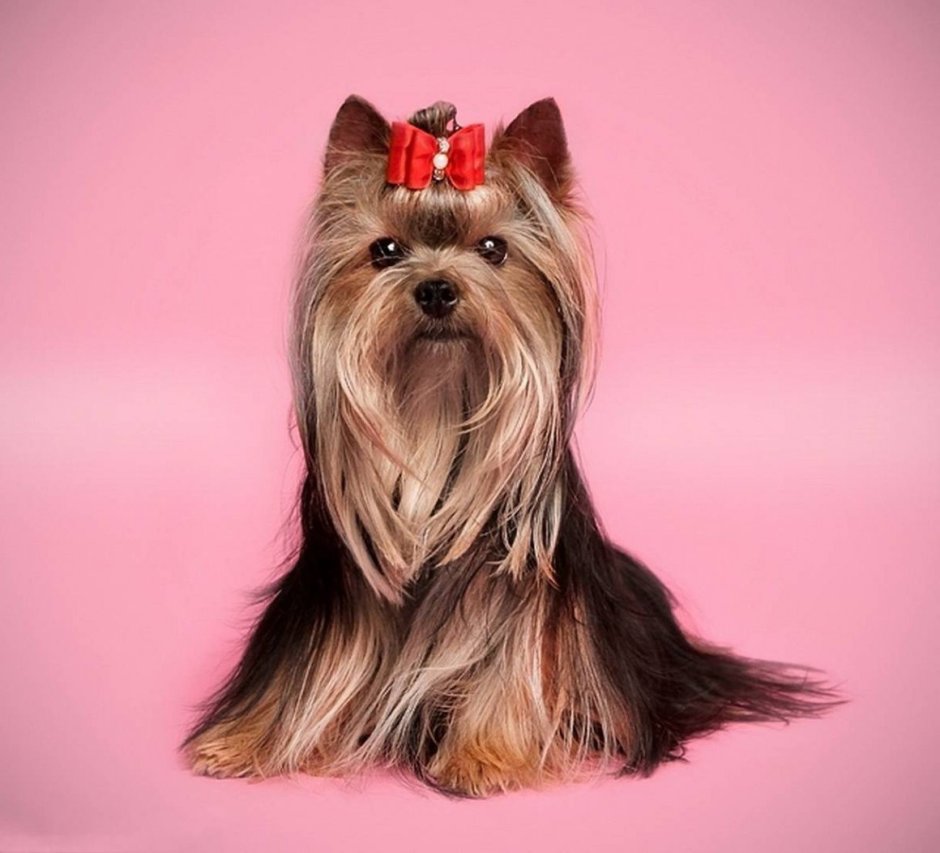 Ешкорский терьер