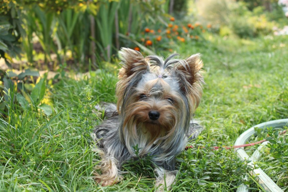 Йоркширский терьер стандарт