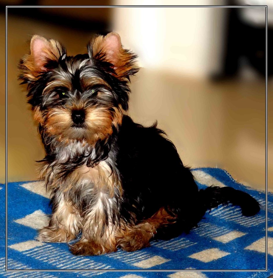 Йоркширский терьер мини кучерявый