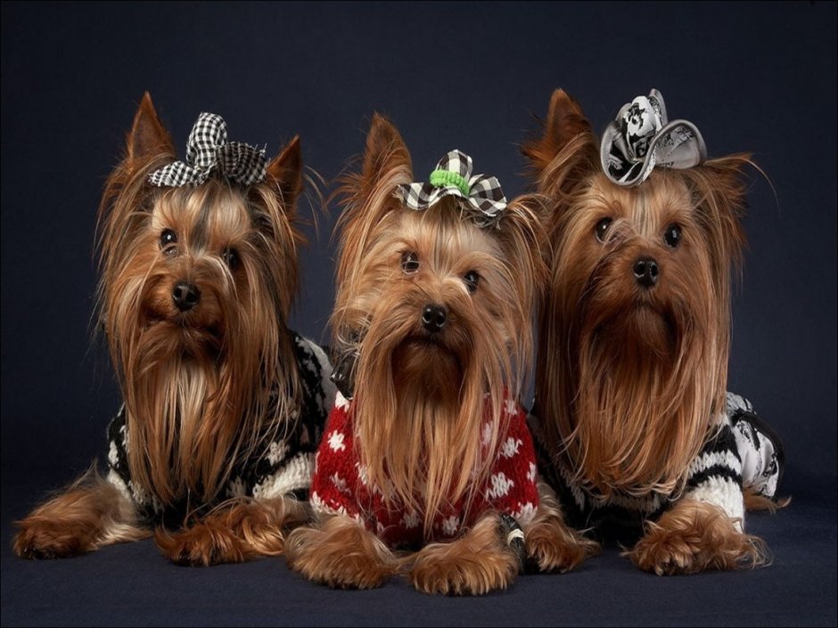 Йоркширский той терьер